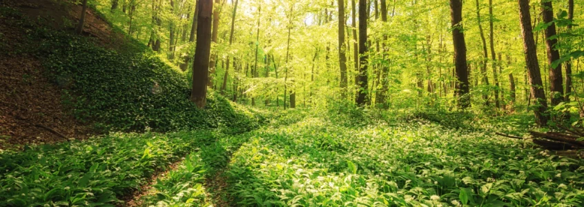 Wandern